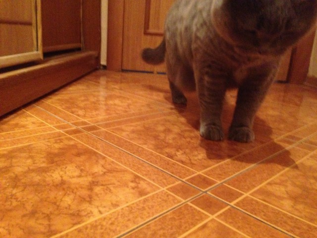 Котовторник 18.03.2014
