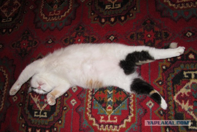 С Котовторником!
