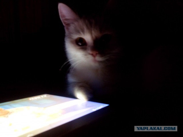 Котовторник 27.5.2014