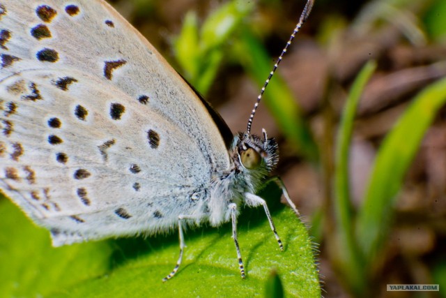 Если выйти во двор с макрообъективом, то...