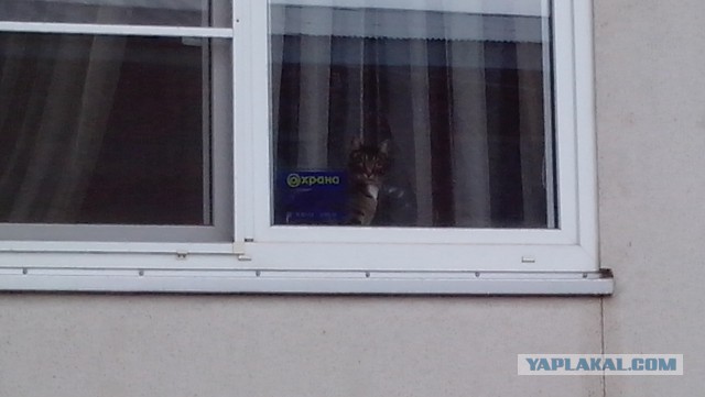 Котовторник 09.06.2015
