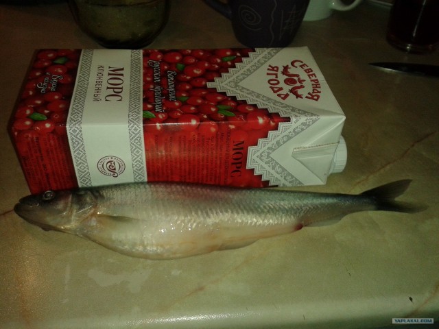 Корюшка зовет! Охота на рыбу-огурец