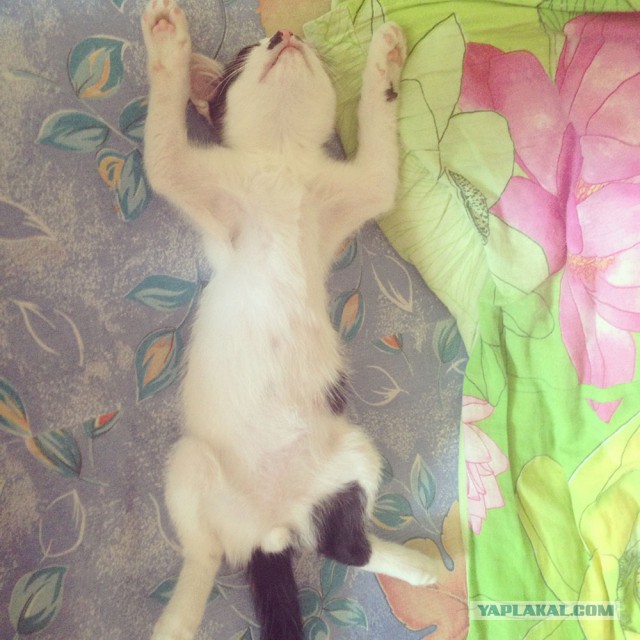 Котиков пост