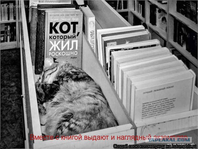 Как спят кошки....