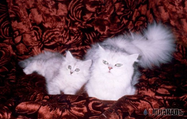 Коты, кошки, котята