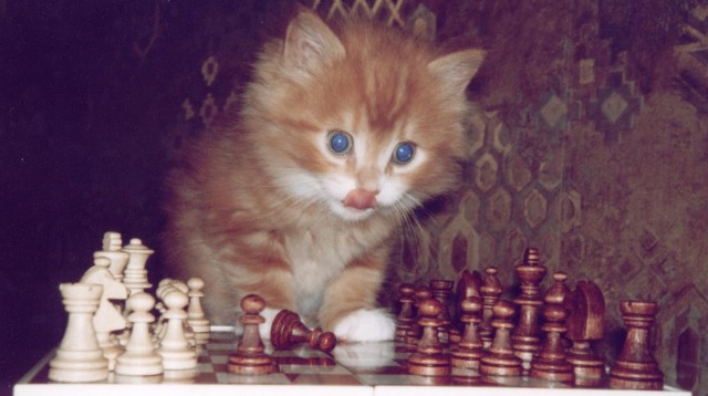 Коты, кошки, котята