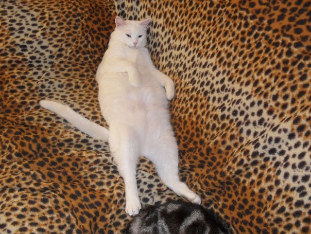 Жизнь домашнего приюта для котеек 107