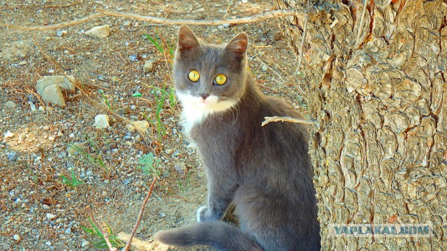 Иберийская рысь. О-очень брутальный котик