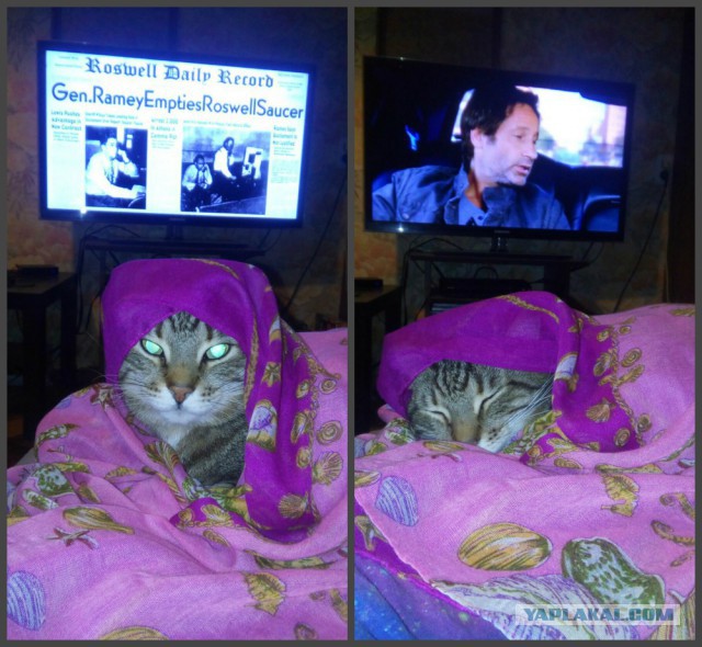 Котовторник 09.08.2016