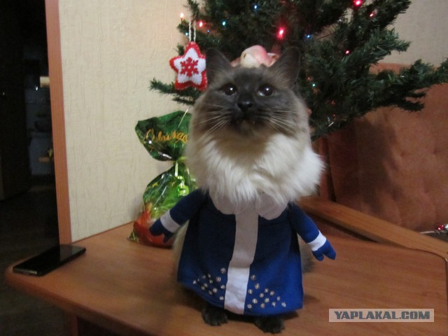 Котовторник 03.01.2017, первый в 2017!