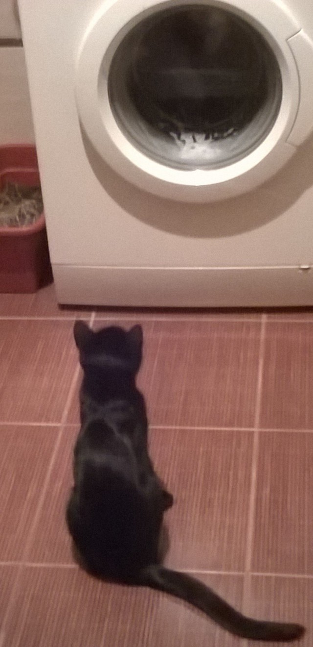 20 мест, в которых не должно было быть кота, но вот он