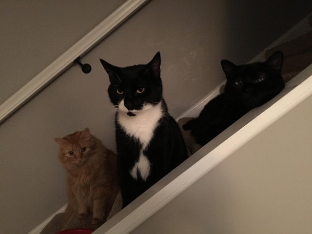 Коты и Кошки