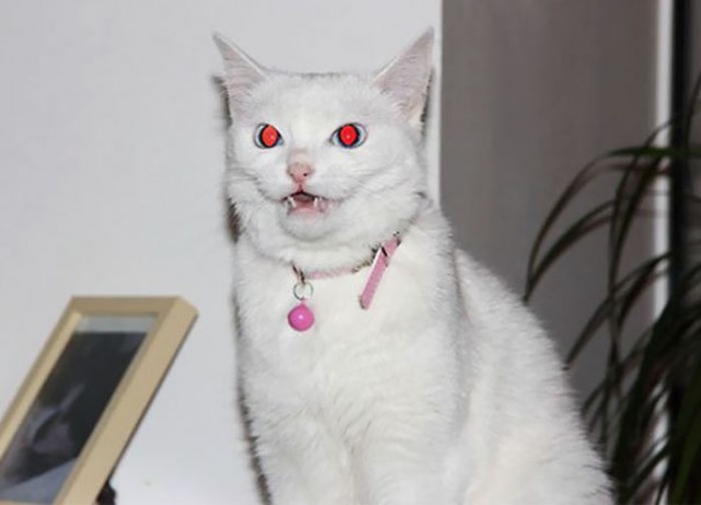 Коты и Кошки