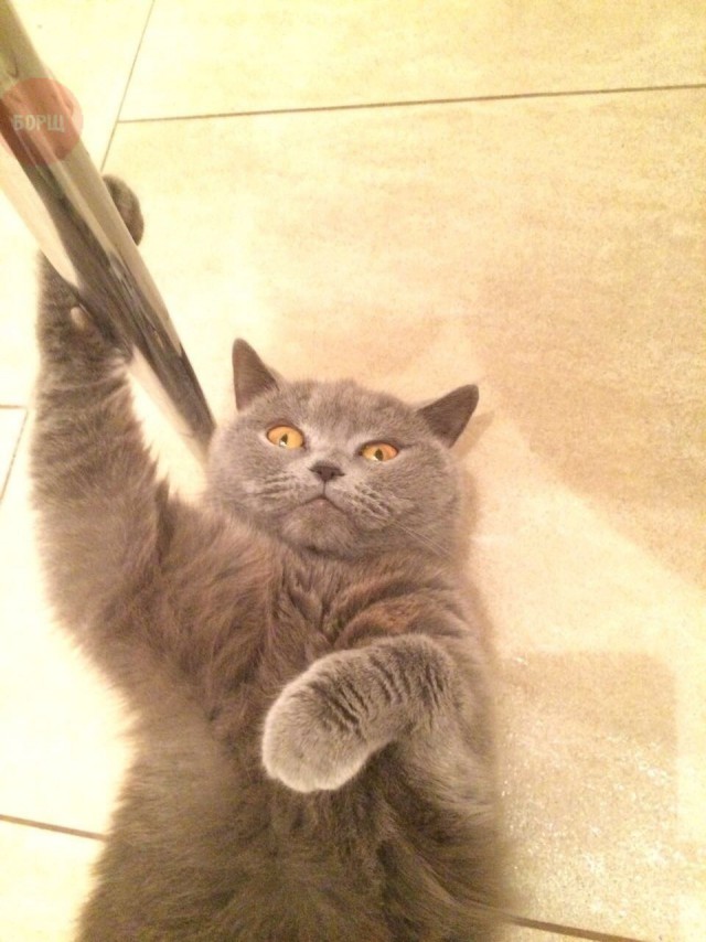 Коты и Кошки