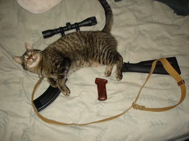 Коты и Кошки