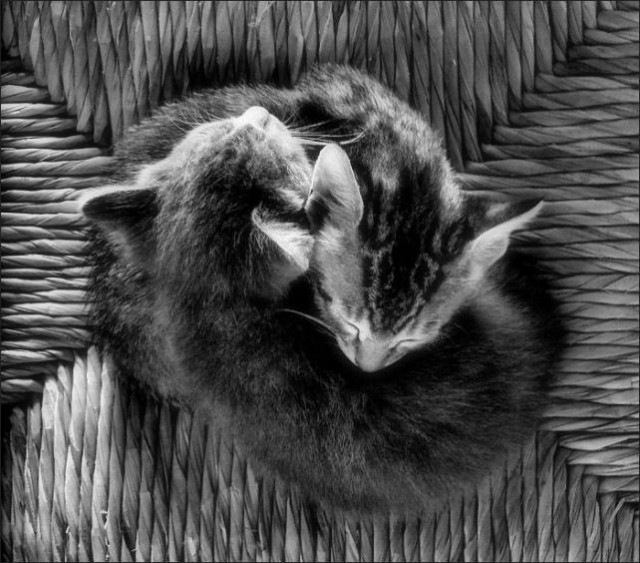 Коты и Кошки