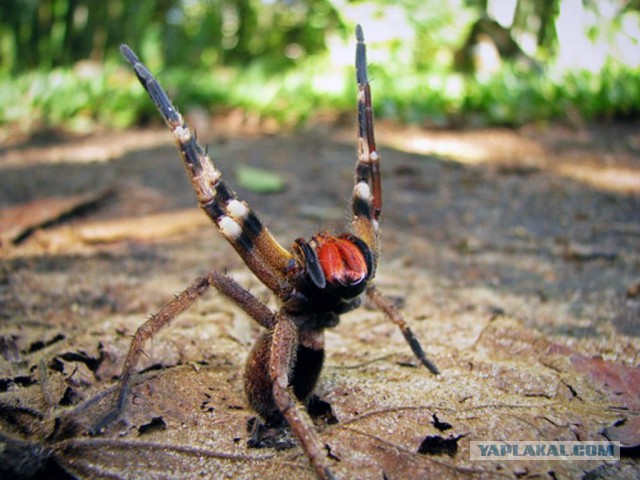 В Австралии сфотографировали, кажется, самого большого паука в мире