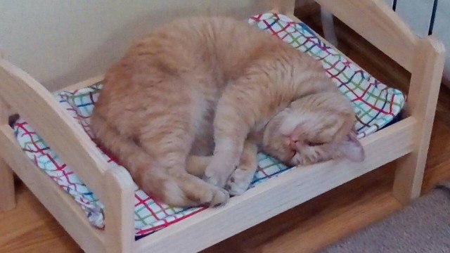 Как спят наши странные коты