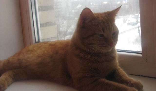 Котовторник 13.03.2018