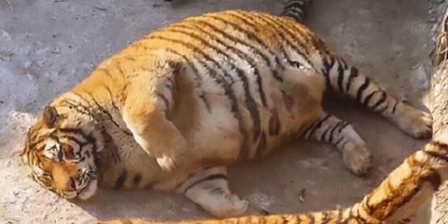 Кудрин сравнил новое правительство с готовящимся к прыжку тигром‍