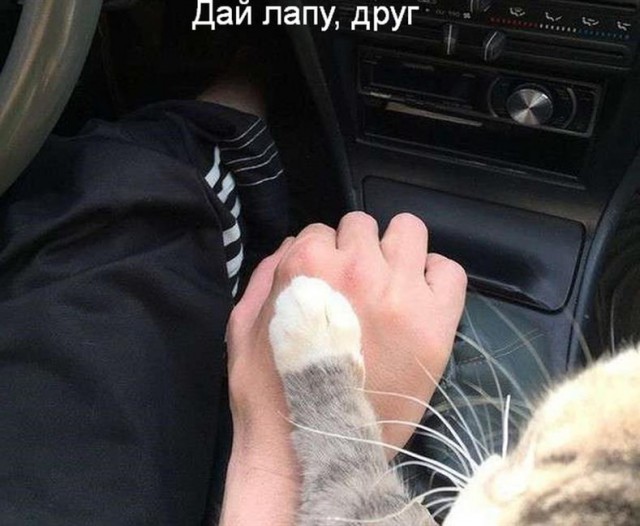 Картинки по-приколу