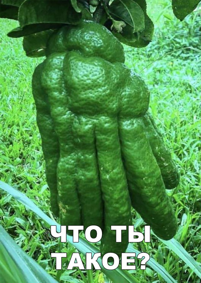 Нестандартный юмор