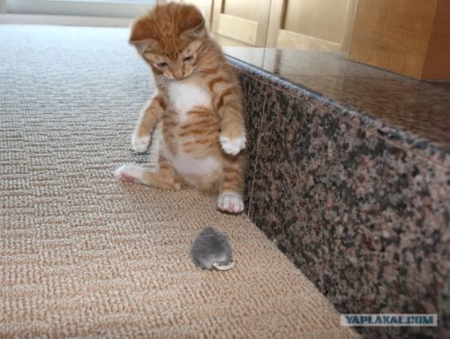 Первый котовторник октября