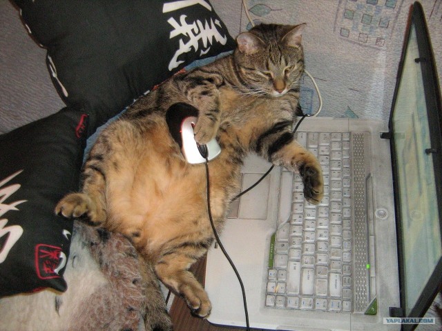 Котовторник так котовторник!