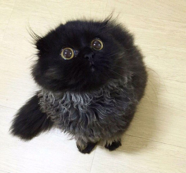 Прикольных котов пост