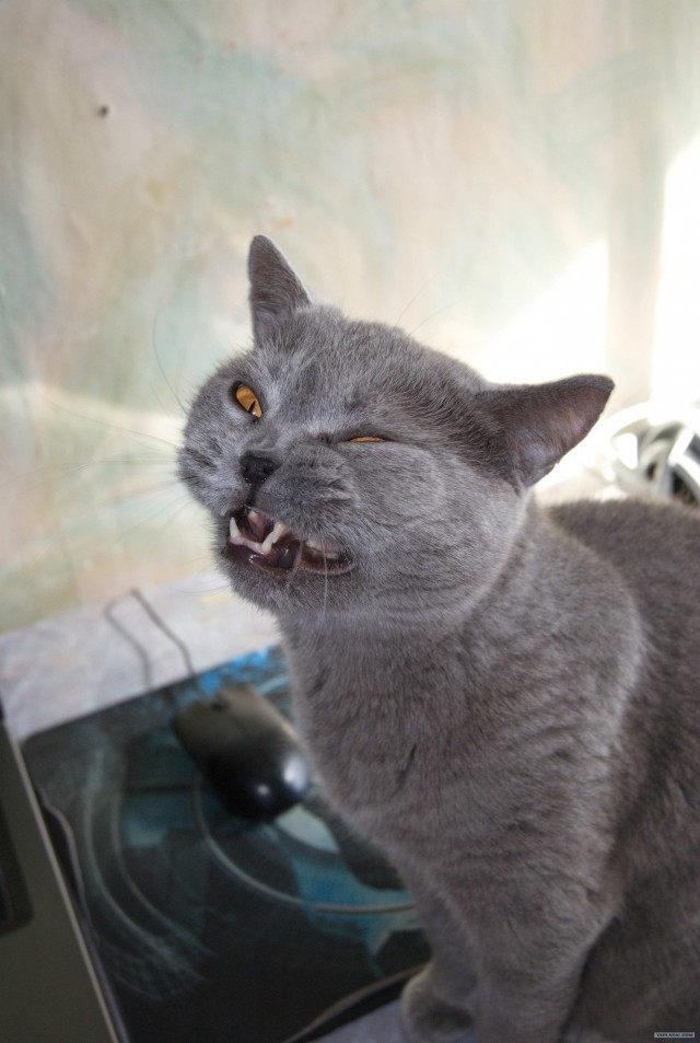 Котовторник 1 мая 2012
