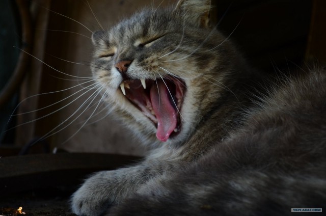 Котовторник 22.05.2012