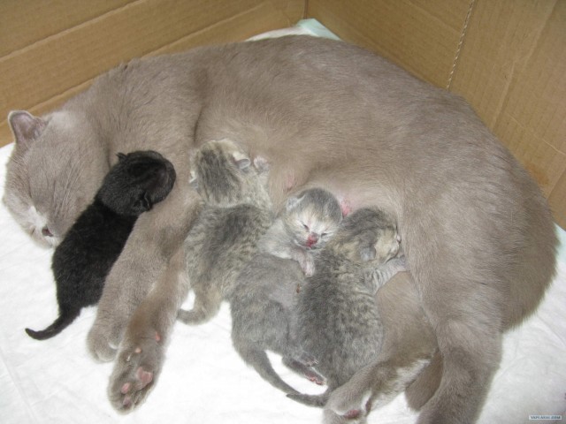 Котовторник 24.07.2012