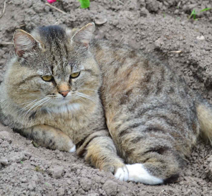 Глубокий сон кота, который чувствует себя в полной безопасности