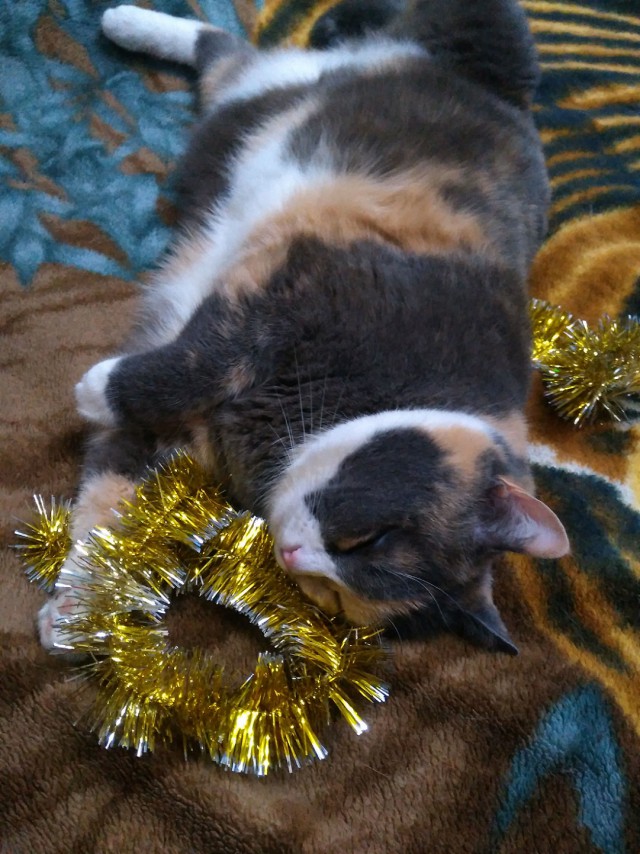 Котовторник однако