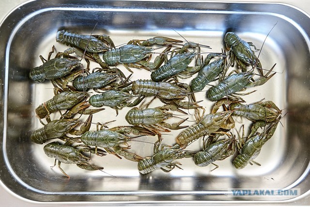 Биск из речных раков