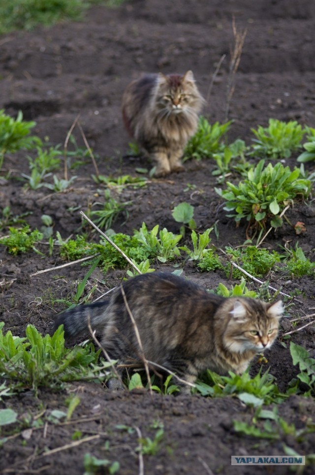 Котовторник