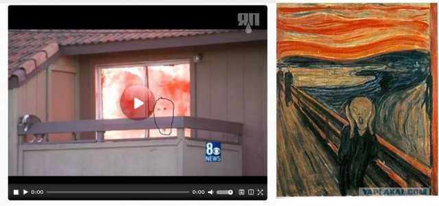 Котик спасся