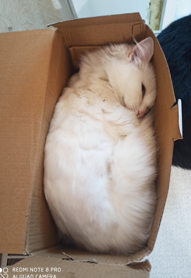 Хоба! Котовторник!