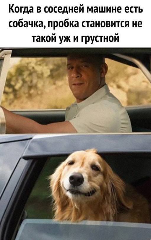 Человек собаке друг и другие картинки и мемы  под настроение