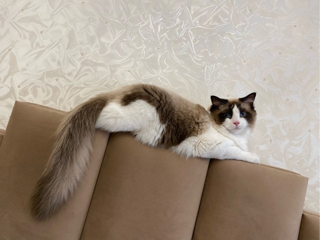 Господа и дамы ЯПа! Котовторник у нас начался! Отойдите от политоты и давайте котиков побольше!