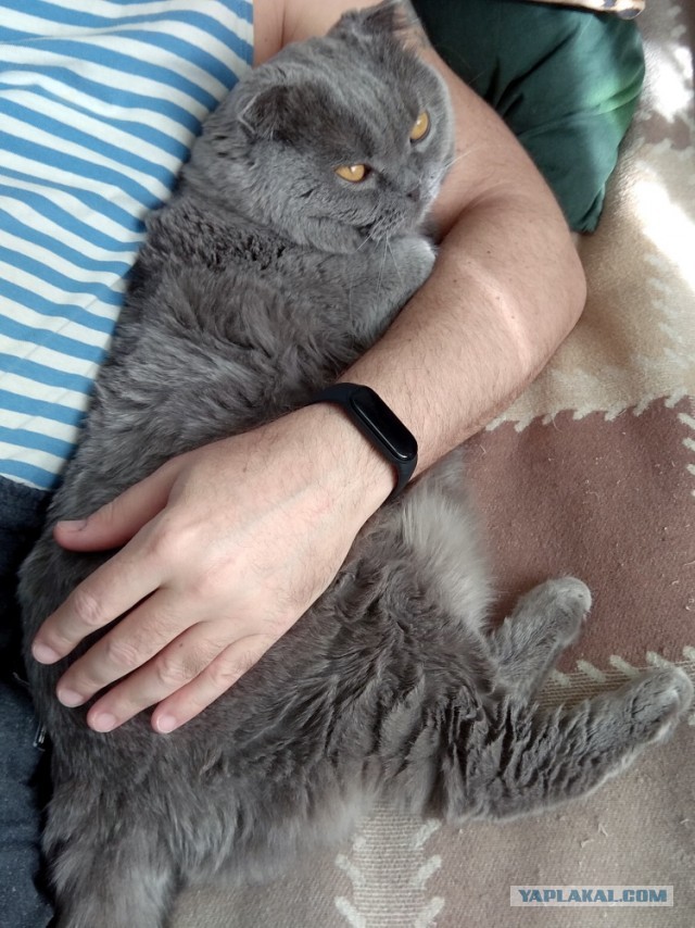 Котовторник.