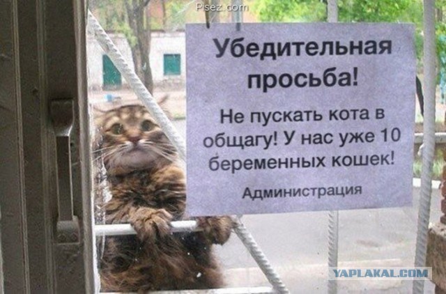 Котоюмор на ЯП. Веселые кото-картинки!