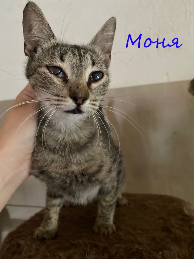 Жизнь домашнего приюта "Котоленд" 393