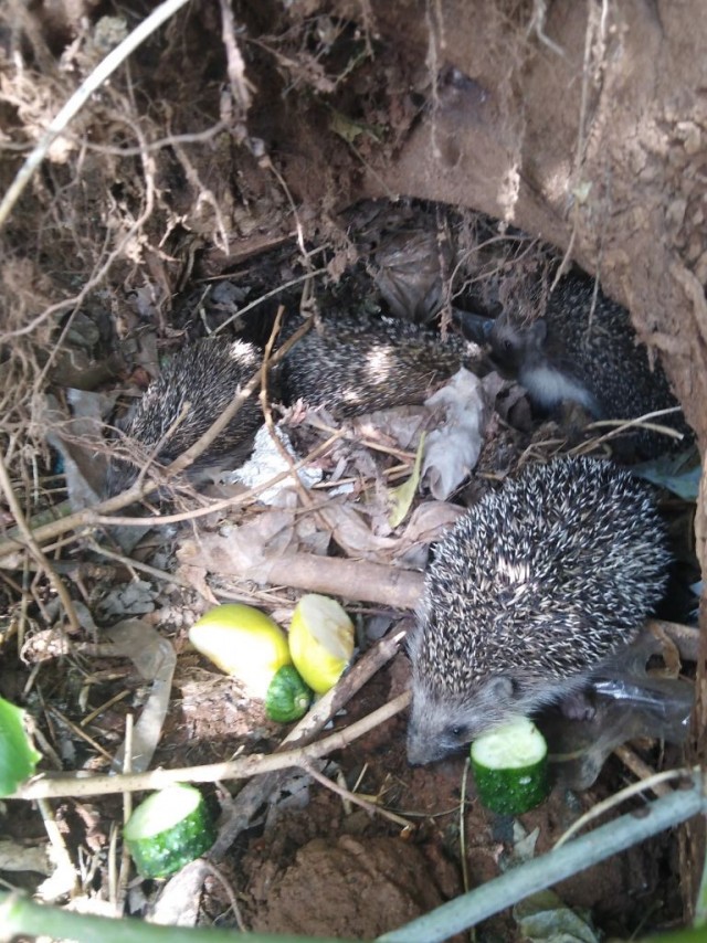 Йожтвоюметь. Или спасательная операция