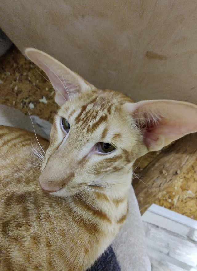 Начинаем котофторник?