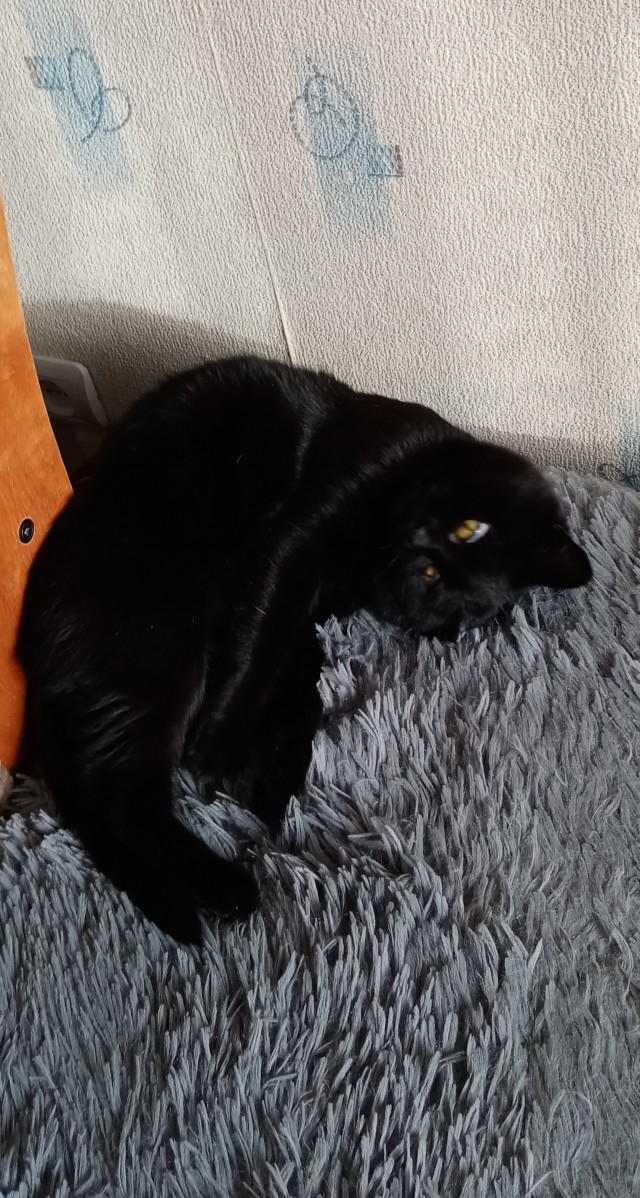 Котя моя. Ну и пусть собакочетверг!