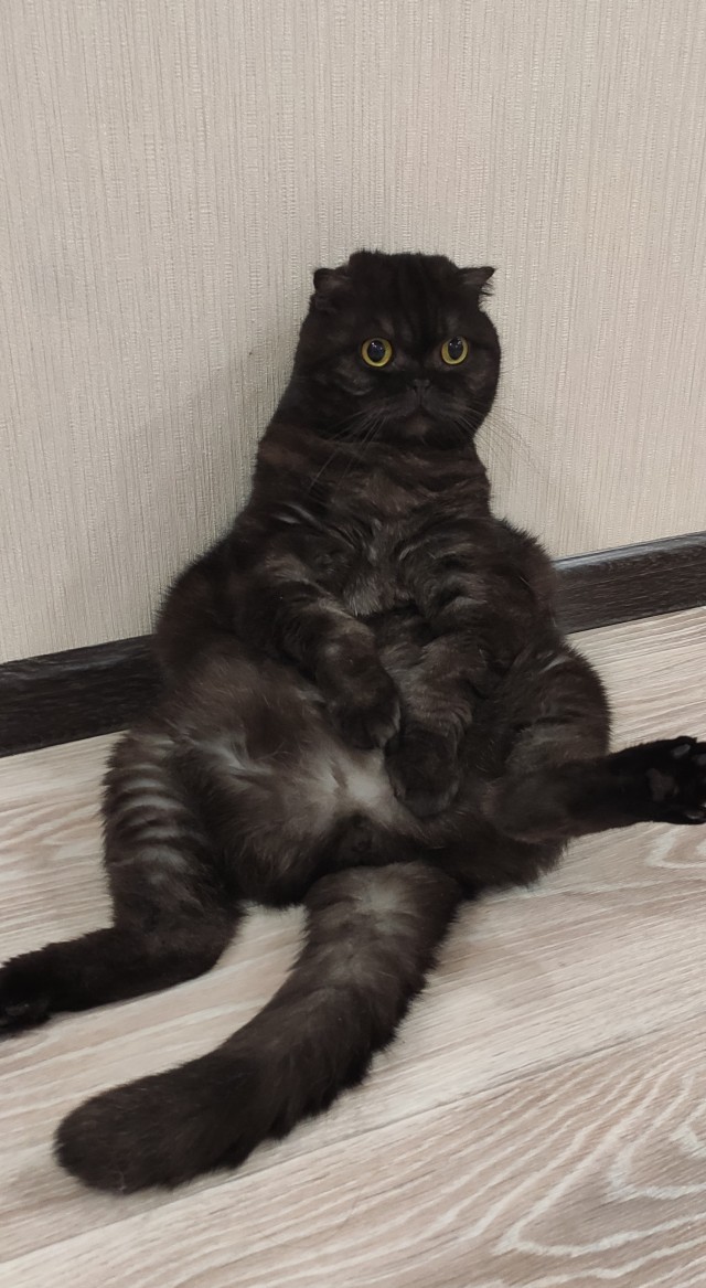 Откуда у котов курдюк и зачем он нужен?