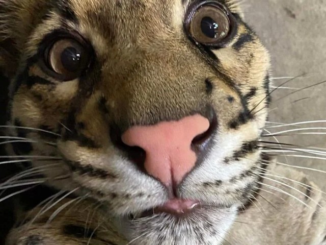 Нос