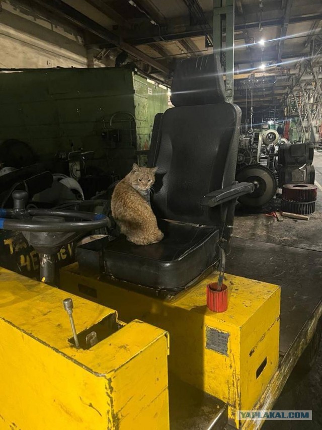Коты, которые работают на заводах