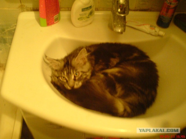 Немного о  Мейн Куне.